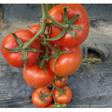 RT21B Chuan indeterminado f1 semillas híbridas de tomate de alto rendimiento